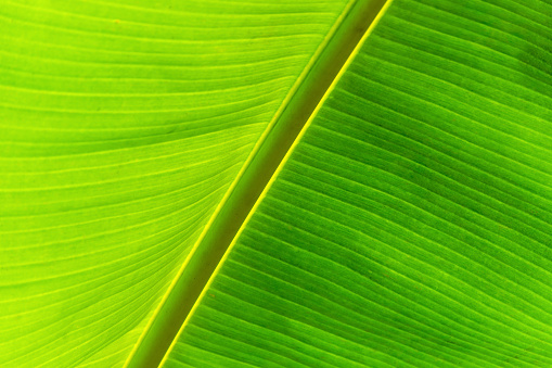 Closeup of green banana leaf texture.