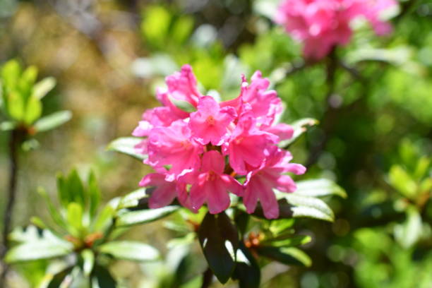 макро альпийской розы - european alps tirol rhododendron nature стоковые фото и изображения