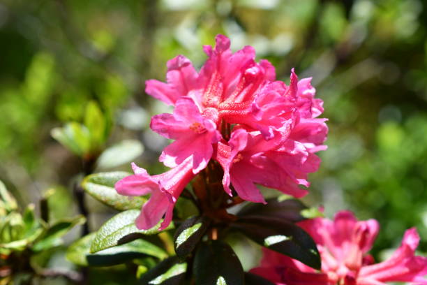 макро альпийской розы - european alps tirol rhododendron nature стоковые фото и изображения
