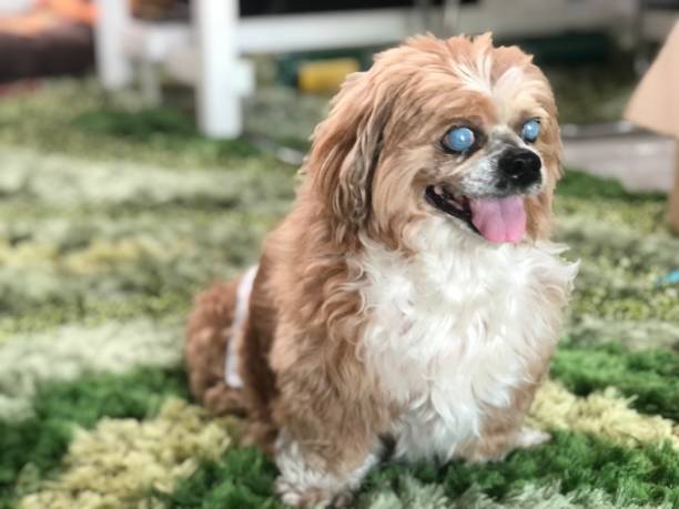 istock Lhasa Apso dog in green lawn 1527704813