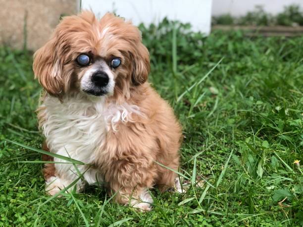 istock Lhasa Apso dog in green lawn 1527704832