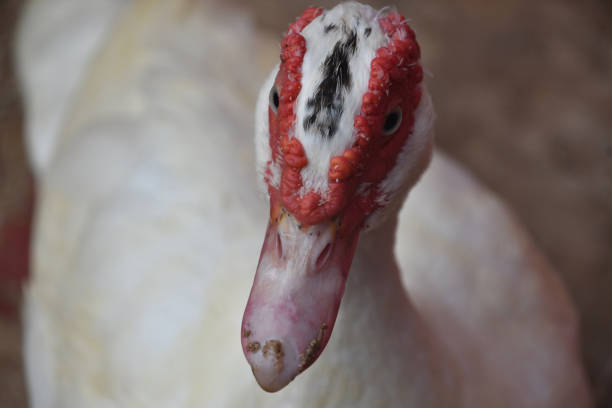 Dirt on the bill of a white muscovy duck in the spring.