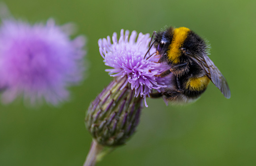 Close-up of a bumblebee on a purple thistle flower (Bombus terrestris) spear thistle flower collecting nectar in summer