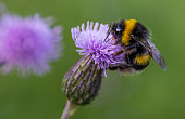 Bumblebee on a purple thistle flower collecting nectar in summer