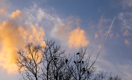Silhouette of crows on the tree with sunset sky background