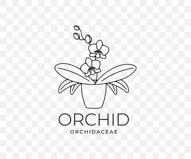 bildbanksillustrationer, clip art samt tecknat material och ikoner med orchid, orchidaceae, flower with leaves in a pot, linear graphic design. plant, nature, phalaenopsis, blossom, bloom, floral and flora, vector design and illustration - apelsinlund