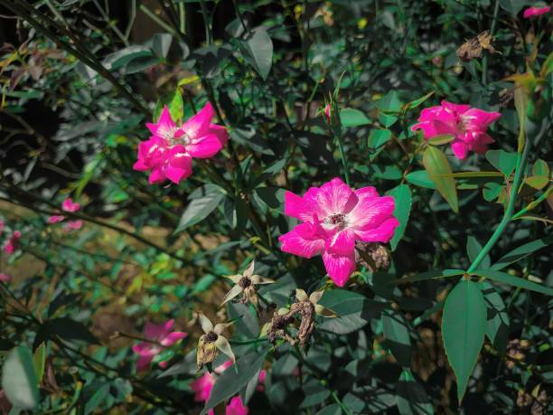 rosa flowers with aesthetic appearance rosa flowers with aesthetic appearance in the garden latar belakang stock pictures, royalty-free photos & images