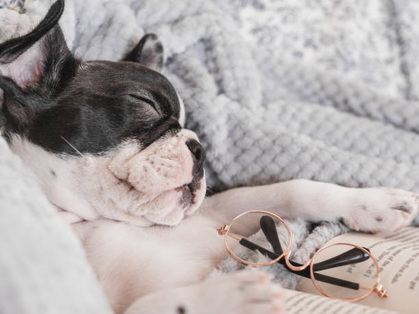 istock Cute puppy, glasses and old book. Close-up 1527753902