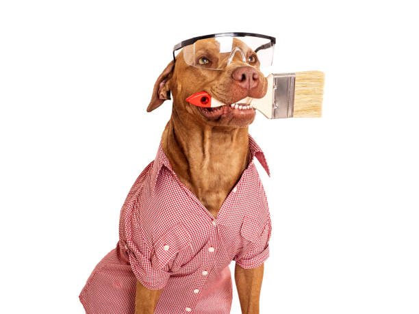 istock Cute brown dog, paint brush and goggles 1527755460