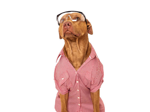 istock Cute brown dog, red work shirt and goggles 1527756508