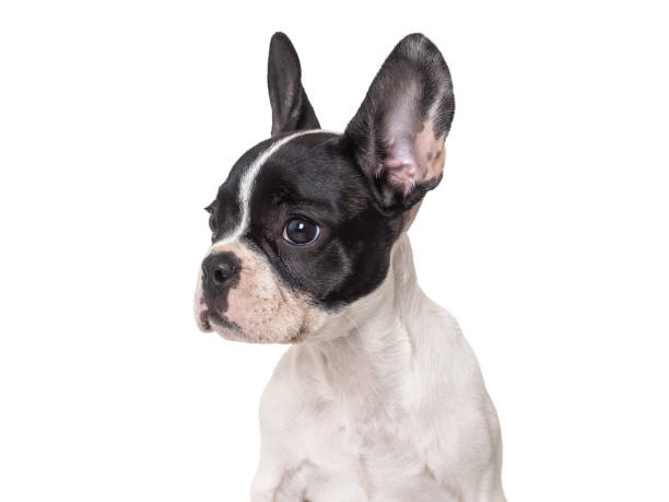 istock Cute puppy sitting on the table. Studio shot 1527757027