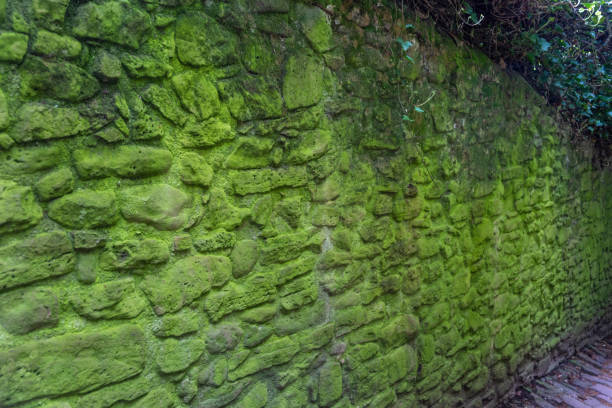 Stone path stonewall with lichen Philosopher Street, Germany, Philosopher Walk in Heidelberg city Philosophenweg.