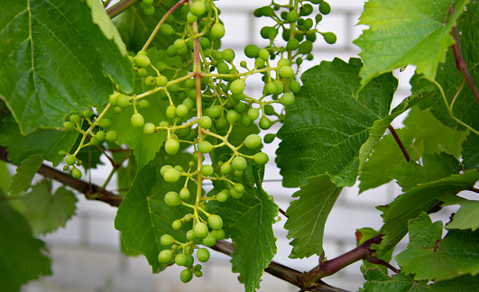 A bunch of grapes growing on the vine in summer.