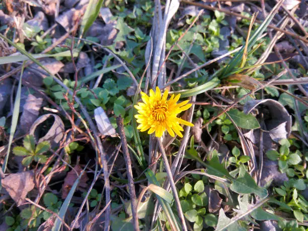 Under the warm spring sun, the first yellow dandelion bloomed in the meadow.