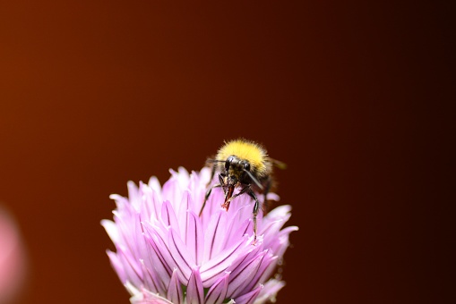 Summer day in a garden: single Bombus distinguendus on top of a blooming onion flower.