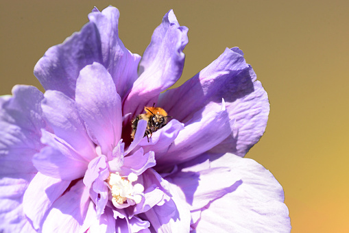 Summer day in a Garden: single Bombus distinguendus comming out of a purple Hibiscus syriacus flower head.