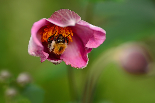 Summer dat in a garden: single Bombus distinguendus in side of a japanese anemone flower head.