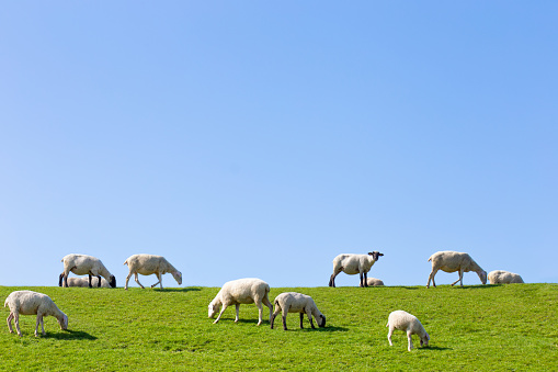 Sheeps on a dike on the North Sea coast, East Frisia, Germany