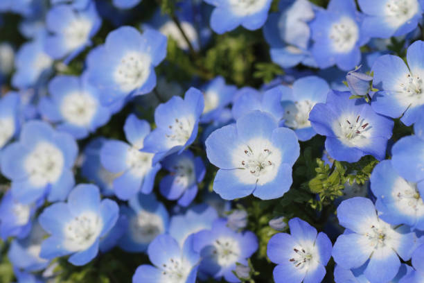 istock Nemophila in Full Blossom 1527798225