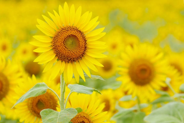 istock Sunflower Field in Summer 1527827186