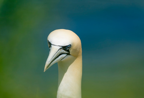 Pelican`s head is hidden between the feathers