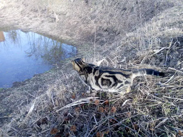 In early spring, when the snow has melted, the cat looks into the lake and sees fish there.