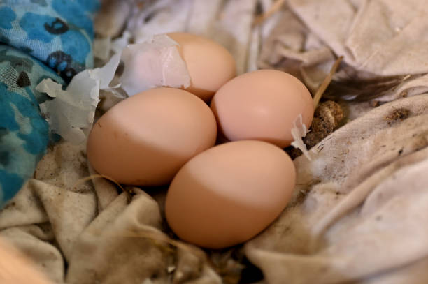Local chicken eggs in the nest