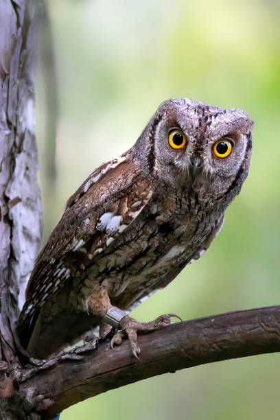 istock Owl. Eurasian Scops Owl. (Otus scops). Green nature background. 1527876056