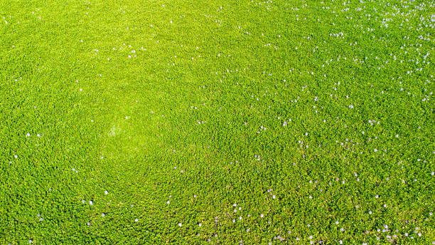 istock Water hyacinths plague in a lake. 1527884480