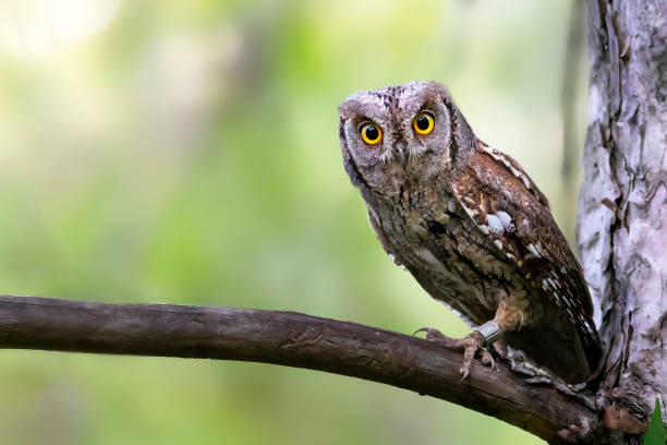 istock Owl. Eurasian Scops Owl. (Otus scops). Green nature background. 1527899666