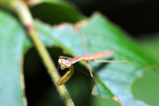 istock Juvenile praying mantis with strong eyesight even for children (macro lens used, natural light, close-up photo) 1527910419