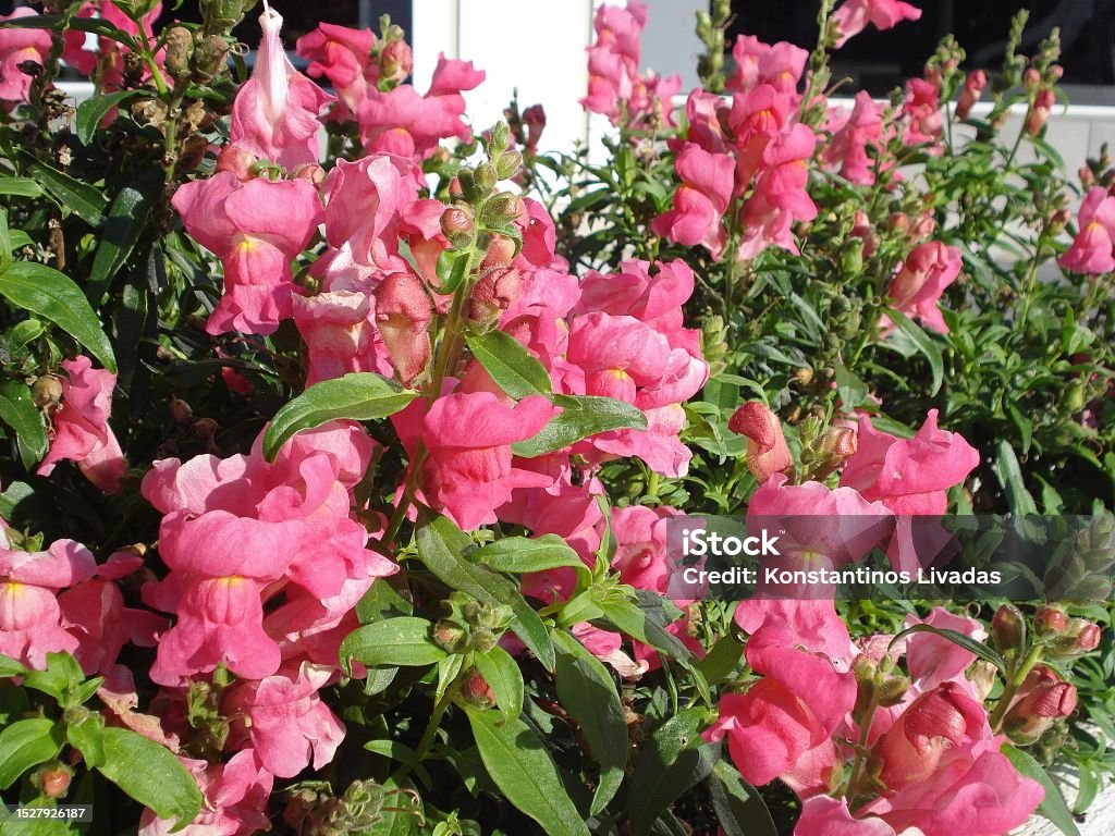 Pink snapdragons Snapdragon, or Antirrhinum majus, pink flowers, in Athens, Greece Snapdragon Stock Photo