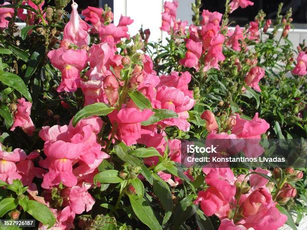 Pink Snapdragons Stock Photo - Download Image Now - Snapdragon, Athens - Greece, Beauty