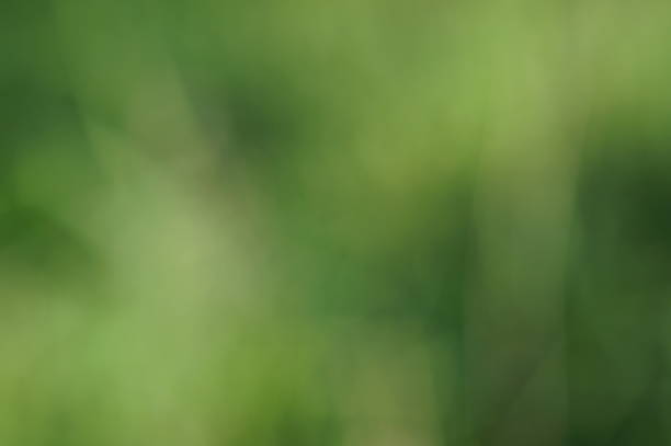 istock Blurred background. Green grass and leaves. Greens. 1527935599