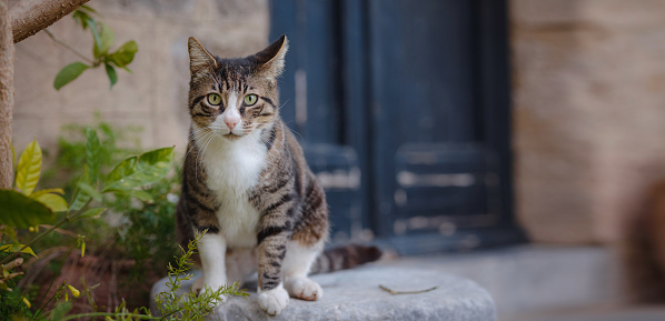 A stray cat-kitten is an unowned domestic cat that lives outdoors and generally avoids contact with humans.