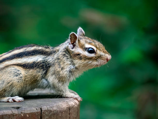istock Chipmunk standing on a stump. Side view, close-up 1527939861