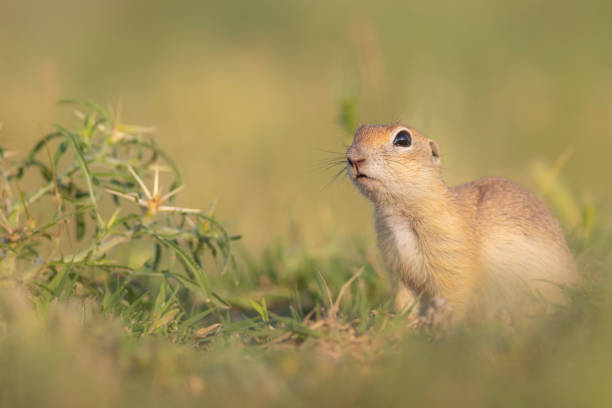 istock Cute funny animal. Ground squirrel. Green nature Background. 1527944020