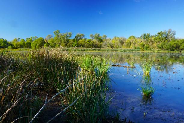 istock Fairfield Lake State Park Texas 1527952017