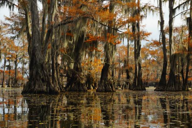 istock 201911 Caddo Lake State Park Texas 1527952559