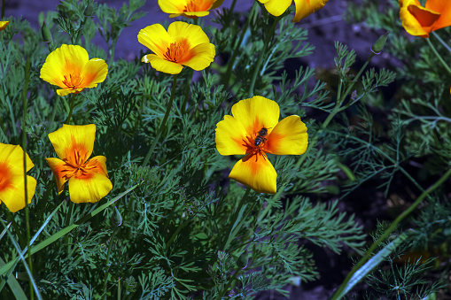 Orange flower California poppy, or Golden poppy, Cup of gold. Its Latin name is Eschscholzia Californica, native to the US and Mexico.