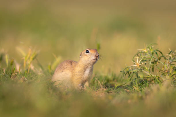 istock Cute funny animal. Ground squirrel. Green nature Background. 1527955800