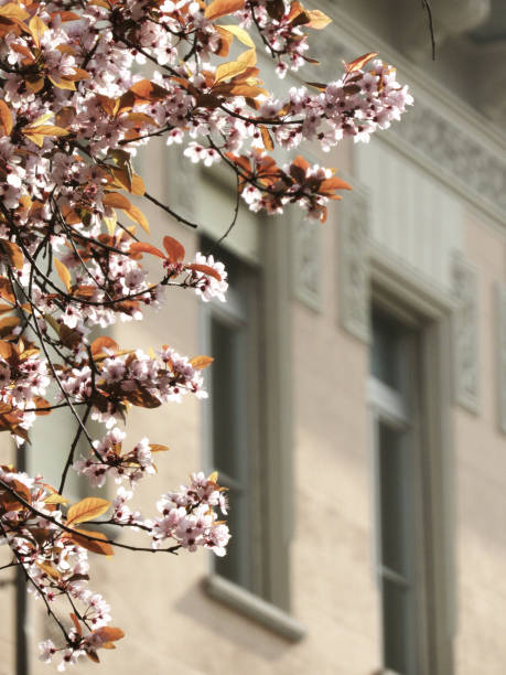 istock Flowering tree with Italian building window in the background 1527958418