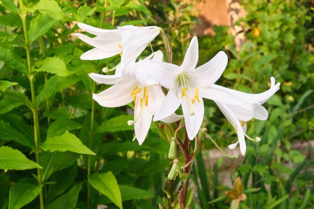 istock flower white lily in the garden at sunset 1527961008