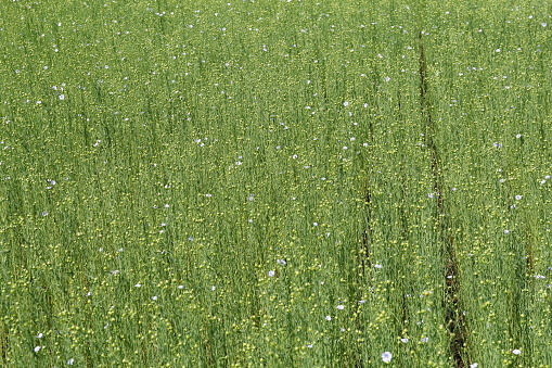a group flax plants with green seeds and stems closeup in the fields