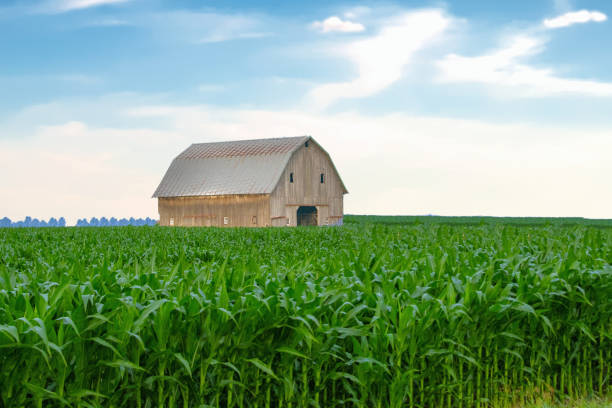 istock Corn Field with Old Weathered Barn- Tipton County,  Indiana 1527979475