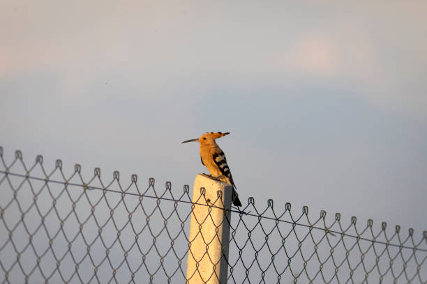 hoopoe with an insect in its beak