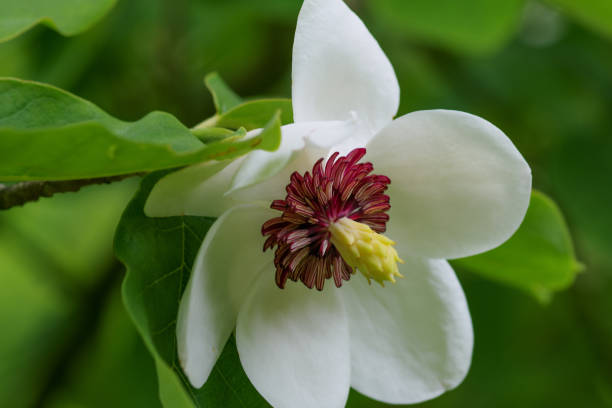 Korean mountain magnolia stock photo