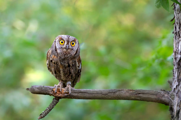 istock Owl. Eurasian Scops Owl. (Otus scops). Green nature background. 1528006292