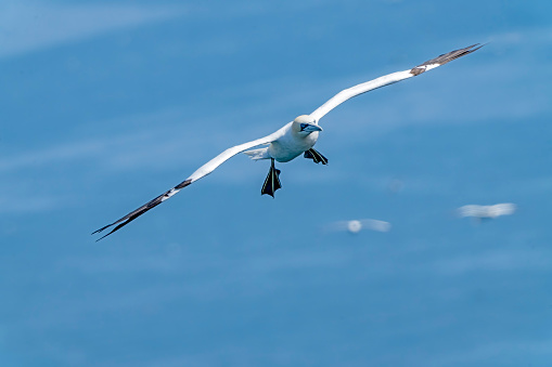 Gannets in flight at Bempton cliffs, Flamborough Head