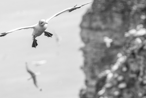 Gannets in flight at Bempton cliffs, Flamborough Head